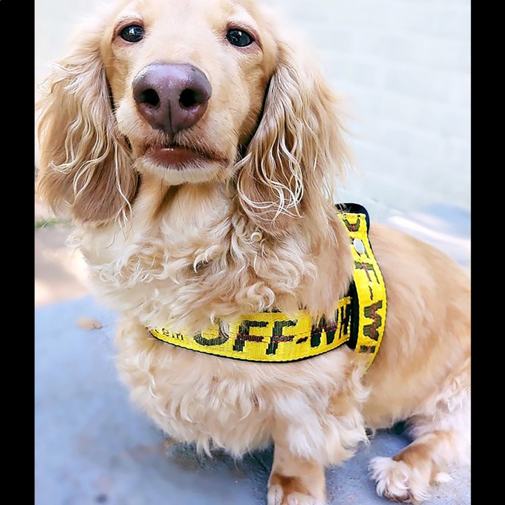 Off white dog harness and leash